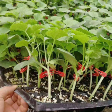 绿宝苗羊角蜜博洋九，一手货源