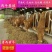 墨利灰牛优良品种提供技术免费运输您养牛我回收