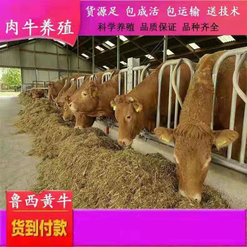 墨利灰牛优良品种提供技术免费运输您养牛我回收