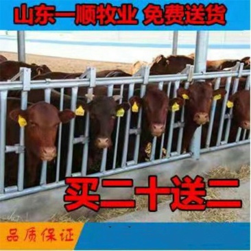 渤海黑牛优良品种品种齐全技术指导免费保送