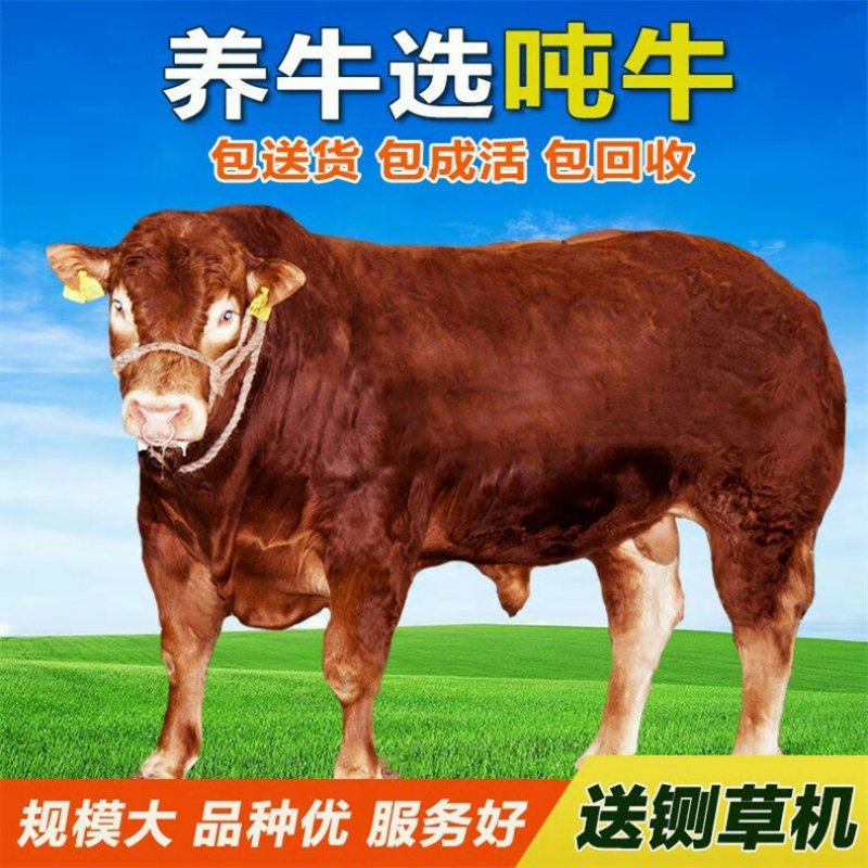 渤海黑牛优良品种品种齐全技术指导免费保送