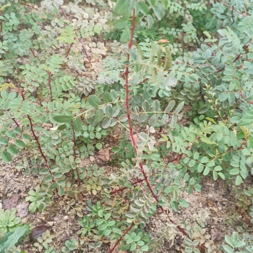 黄刺玫多季玫瑰冷香玫瑰月季工程苗占地树，扦插小苗，