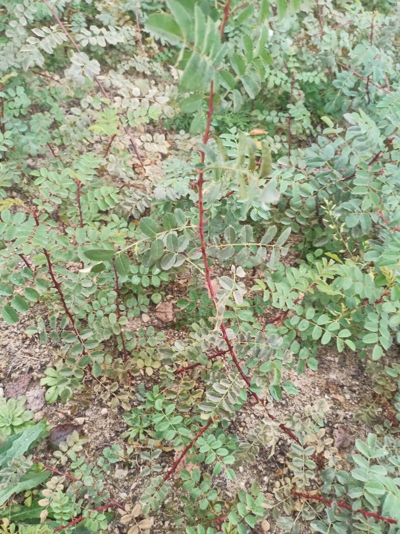 黄刺玫多季玫瑰冷香玫瑰月季工程苗占地树，扦插小苗，