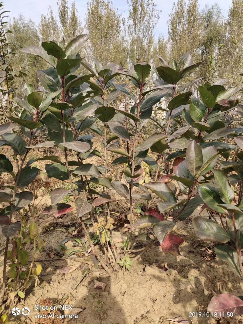 黑果花秋绿化苗工程苗占地树，播种苗等。