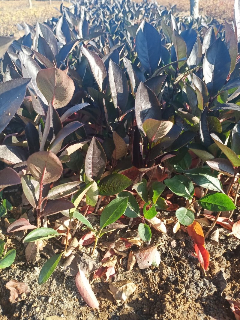 黑果花秋绿化苗工程苗占地树，播种苗等。