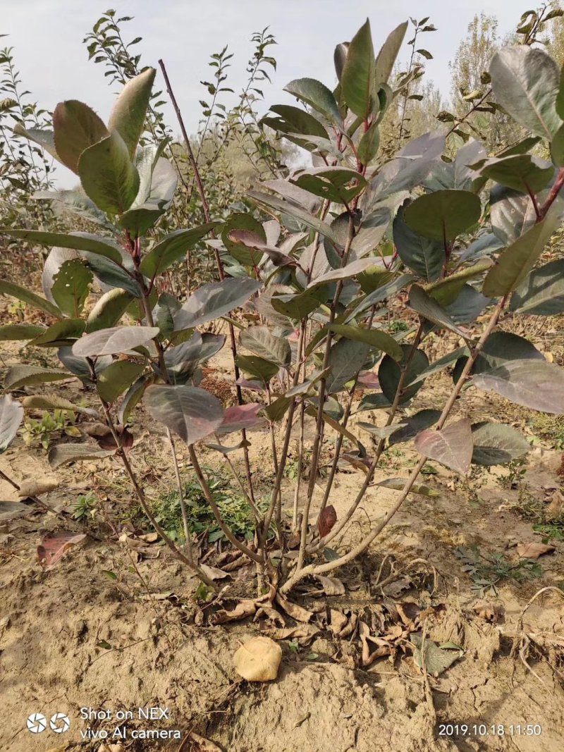 黑果花秋绿化苗工程苗占地树，播种苗等。