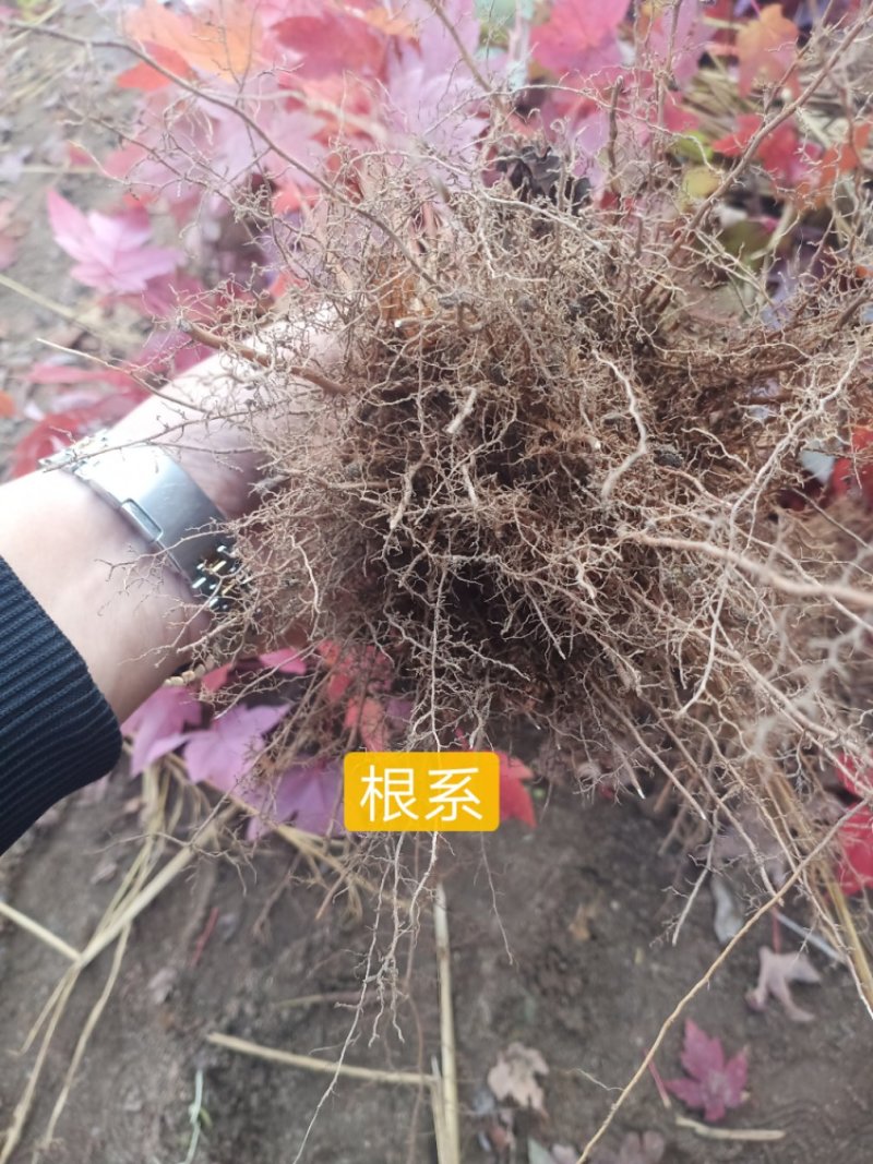 美国红枫