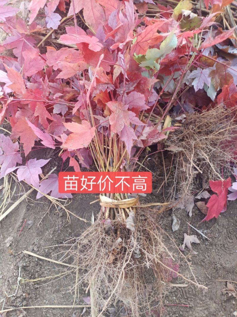 美国红枫