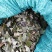 猴耳环（原料）