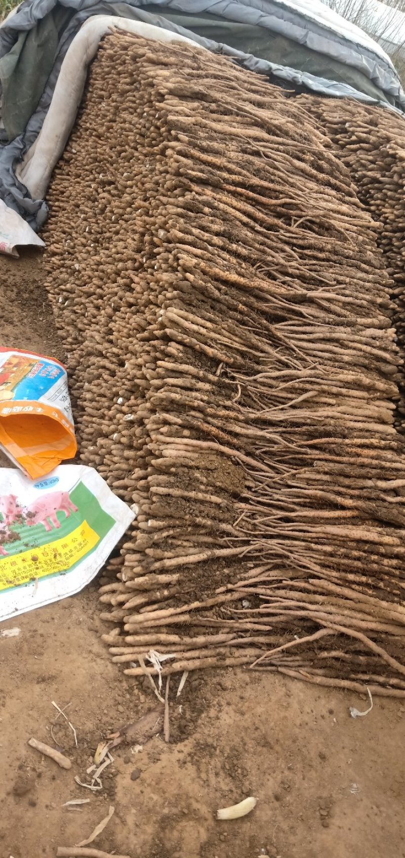 山药卢土铁棍山药
