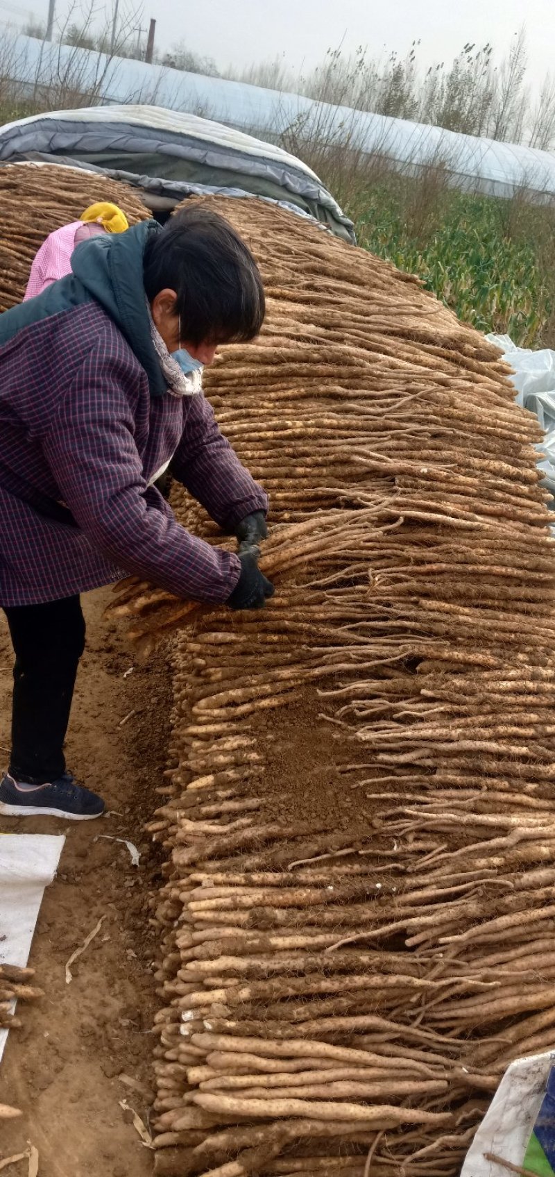 山药卢土铁棍山药