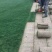 草坪种子四季青百幕大狗牙根果岭草草坪种子
