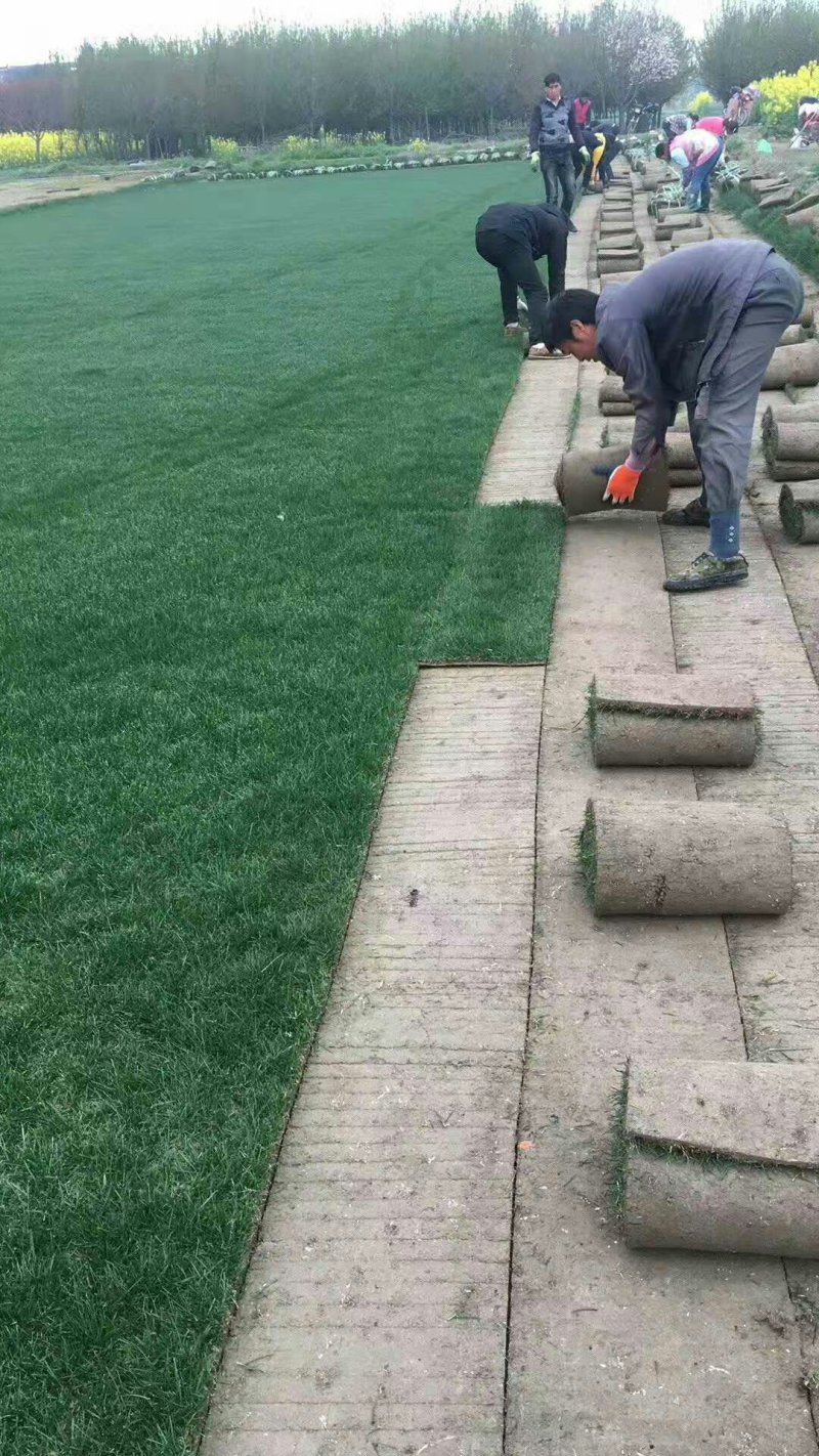 草坪种子四季青百幕大狗牙根果岭草草坪种子