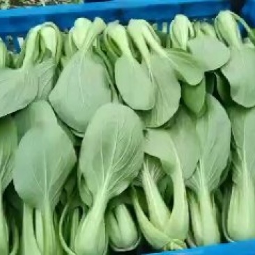 精品青菜，全国发货