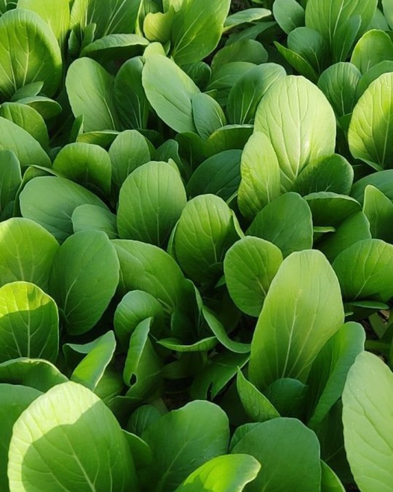 精品青菜，全国发货