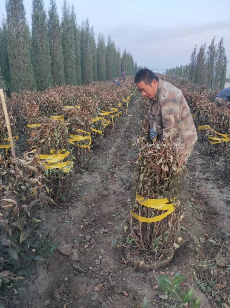 红王子球，红王子堆，红王子锦带扦插小苗工程苗占地树，播种