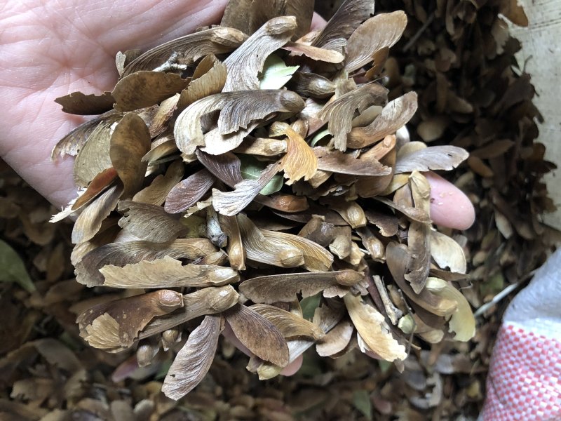 红翅槭种子，槭树种子，彩叶树种子，货源充足，，欢迎咨询