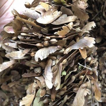 红翅槭种子，槭树种子，彩叶树种子，货源充足，，欢迎咨询