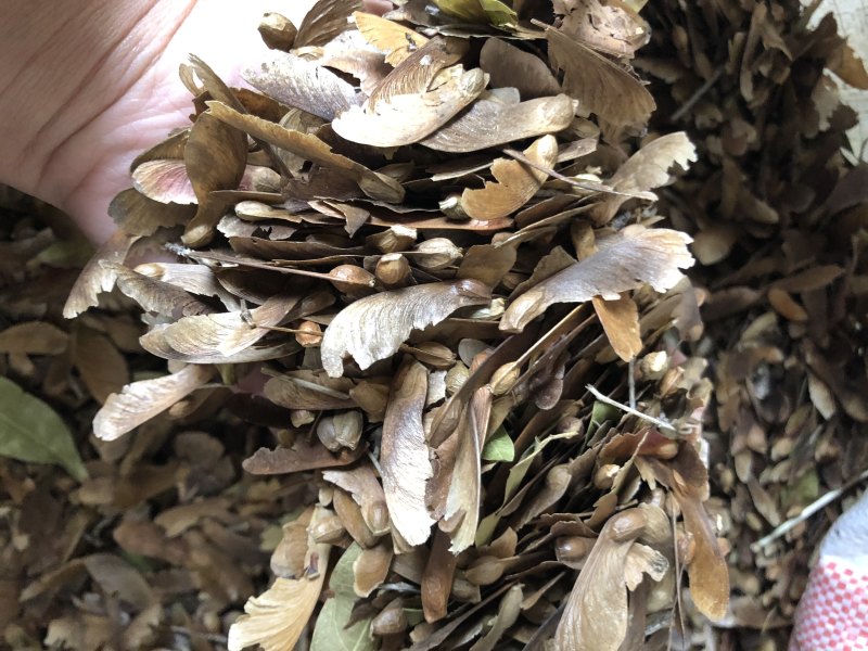 红翅槭种子，槭树种子，彩叶树种子，货源充足，，欢迎咨询
