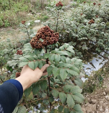 中花吴茱萸苗,树依子苗,全程技术指导种植