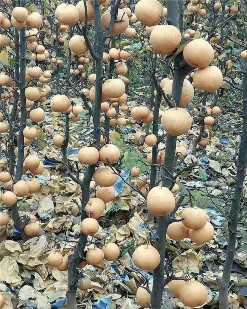 柱状梨树苗管理简单当年结果死苗补发南北方种植