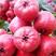 甜红子山楂苗美国巨型山楂包纯度两年结果