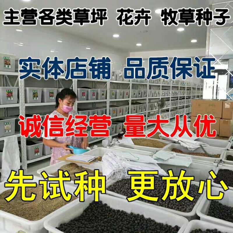 四季青草坪种子进口草坪种子四季常青，耐寒耐踏草坪种