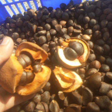 真正野油茶籽