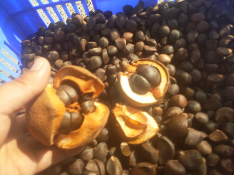 真正野油茶籽