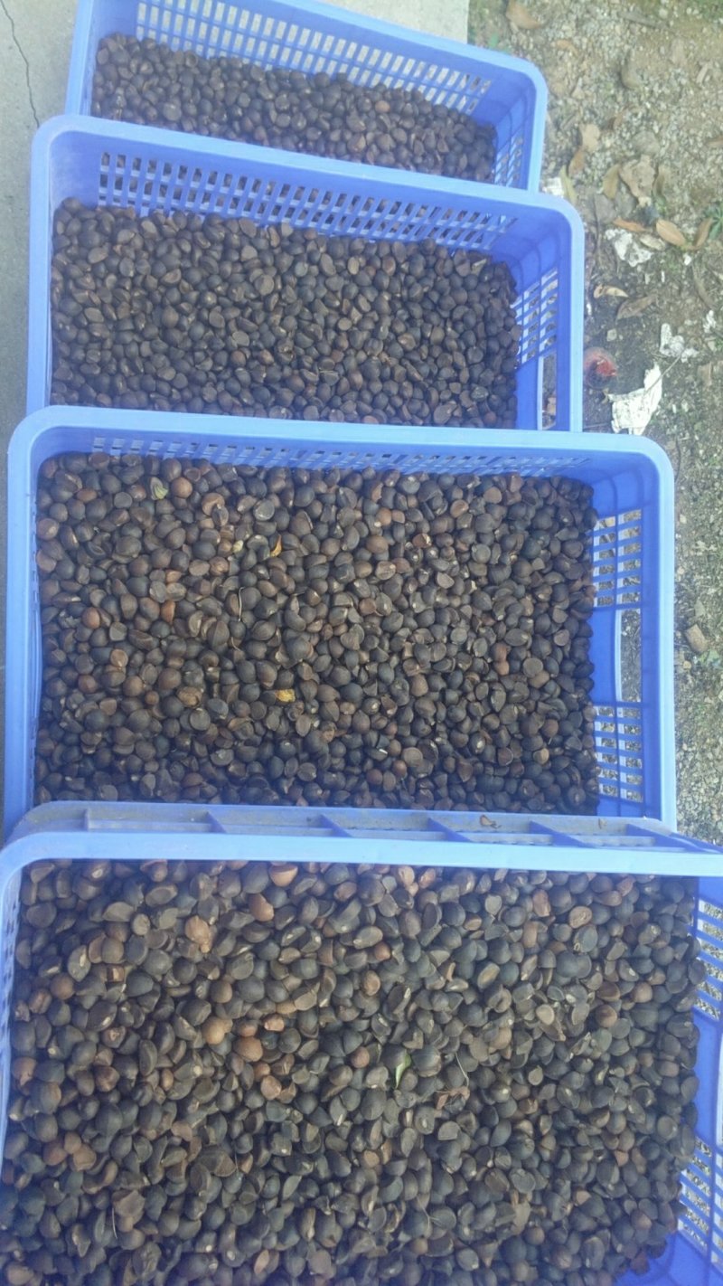 真正野油茶籽
