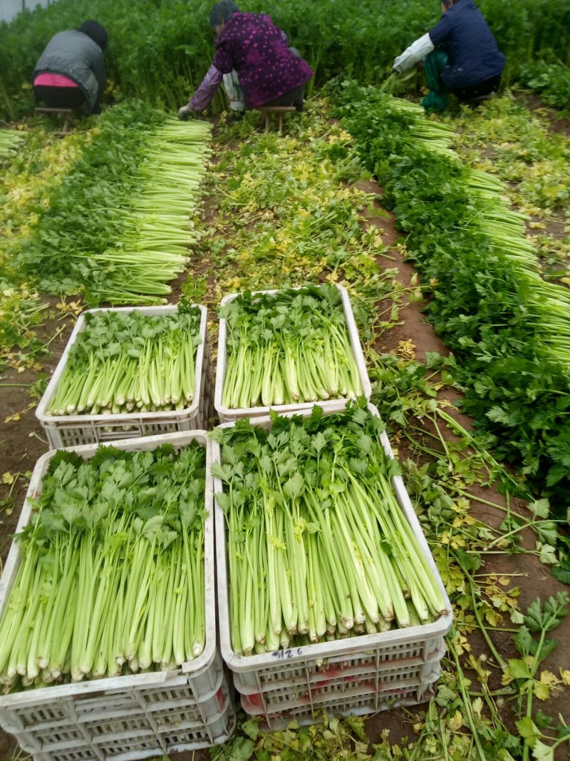 美国西芹细棵芹菜上市了，65公分左右，杆亮叶绿鲜明，