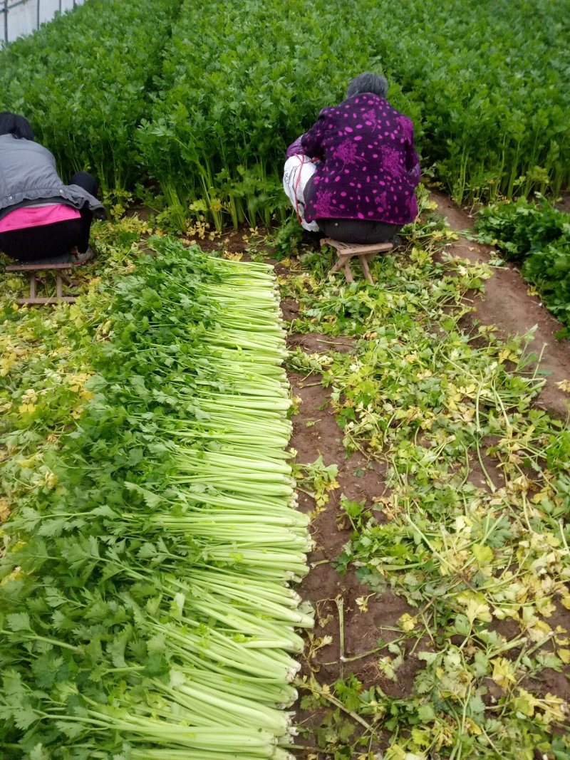 美国西芹细棵芹菜上市了，65公分左右，杆亮叶绿鲜明，