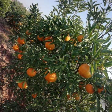 椪柑