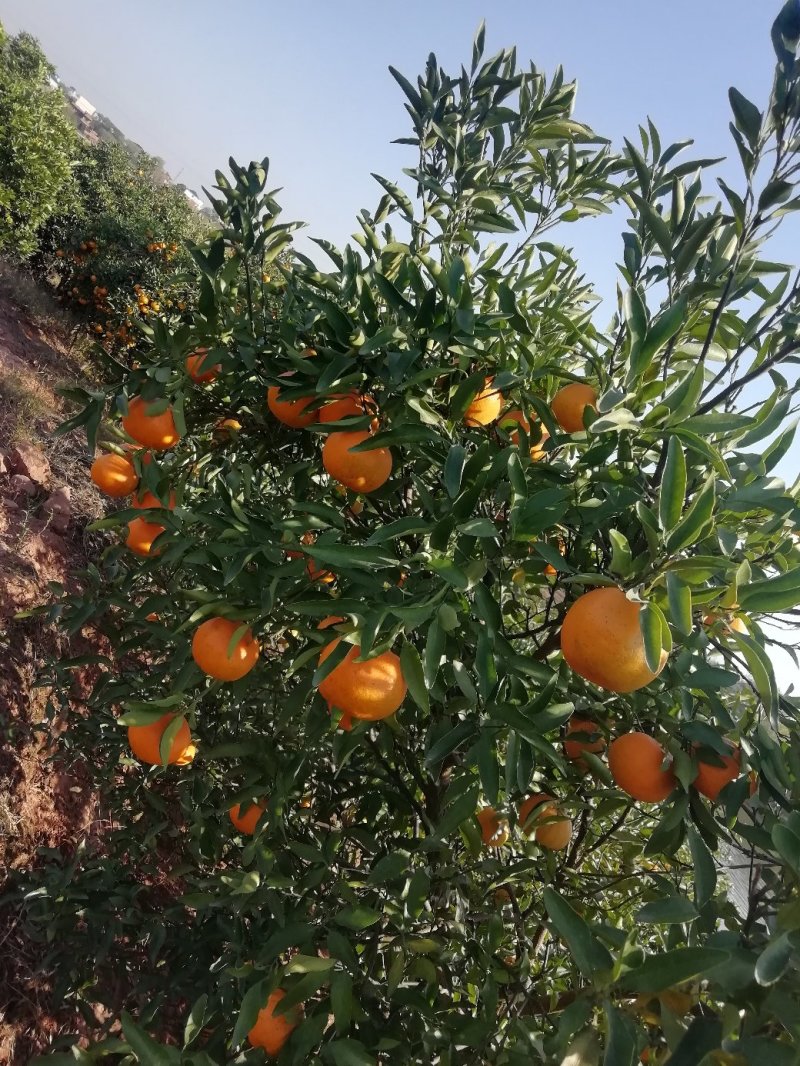 椪柑