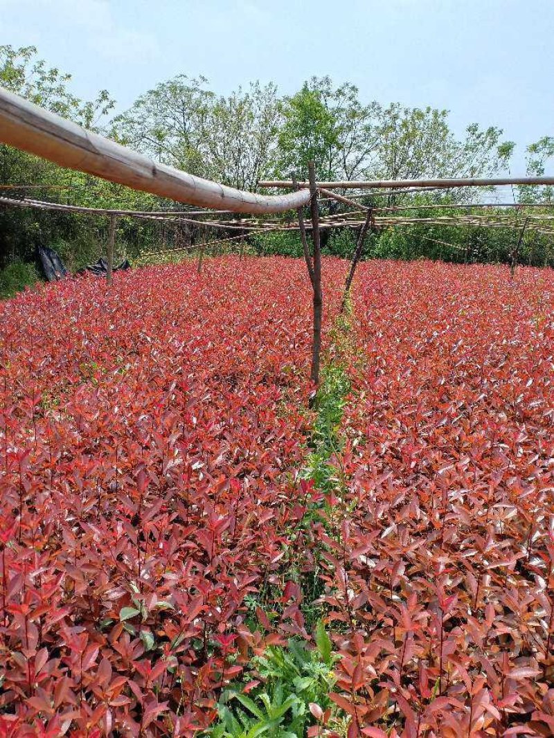 红叶石楠地栽苗数量充足