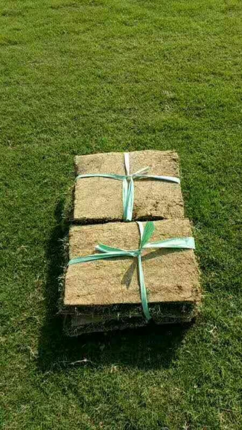 草坪草坪草皮真草四季青果岭草剪股颖马尼拉别墅庭院