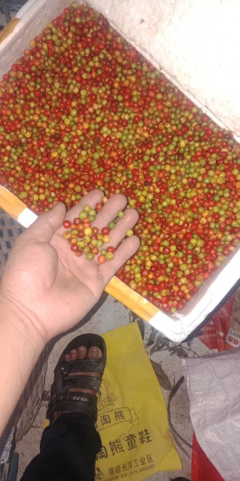 走马胎广西防城港本地货，一手货源。产地发货。