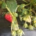红颜，奶油草莓🍓