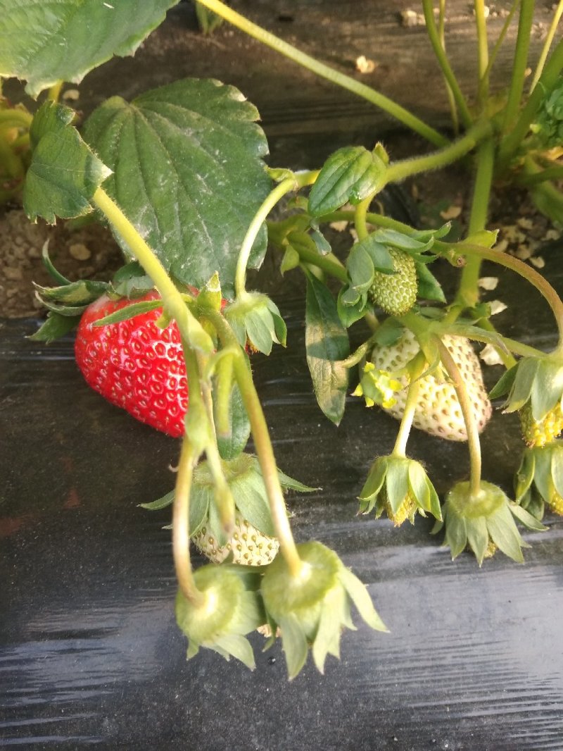 红颜，奶油草莓🍓