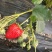 红颜，奶油草莓🍓
