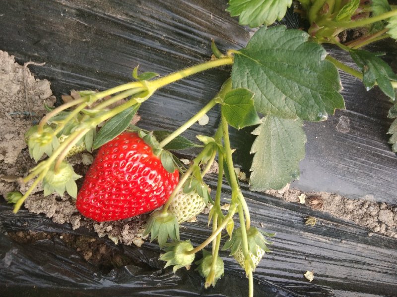 红颜，奶油草莓🍓