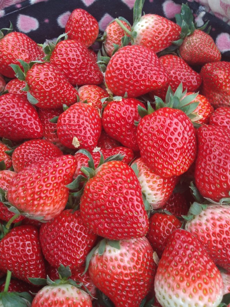 红颜，奶油草莓🍓