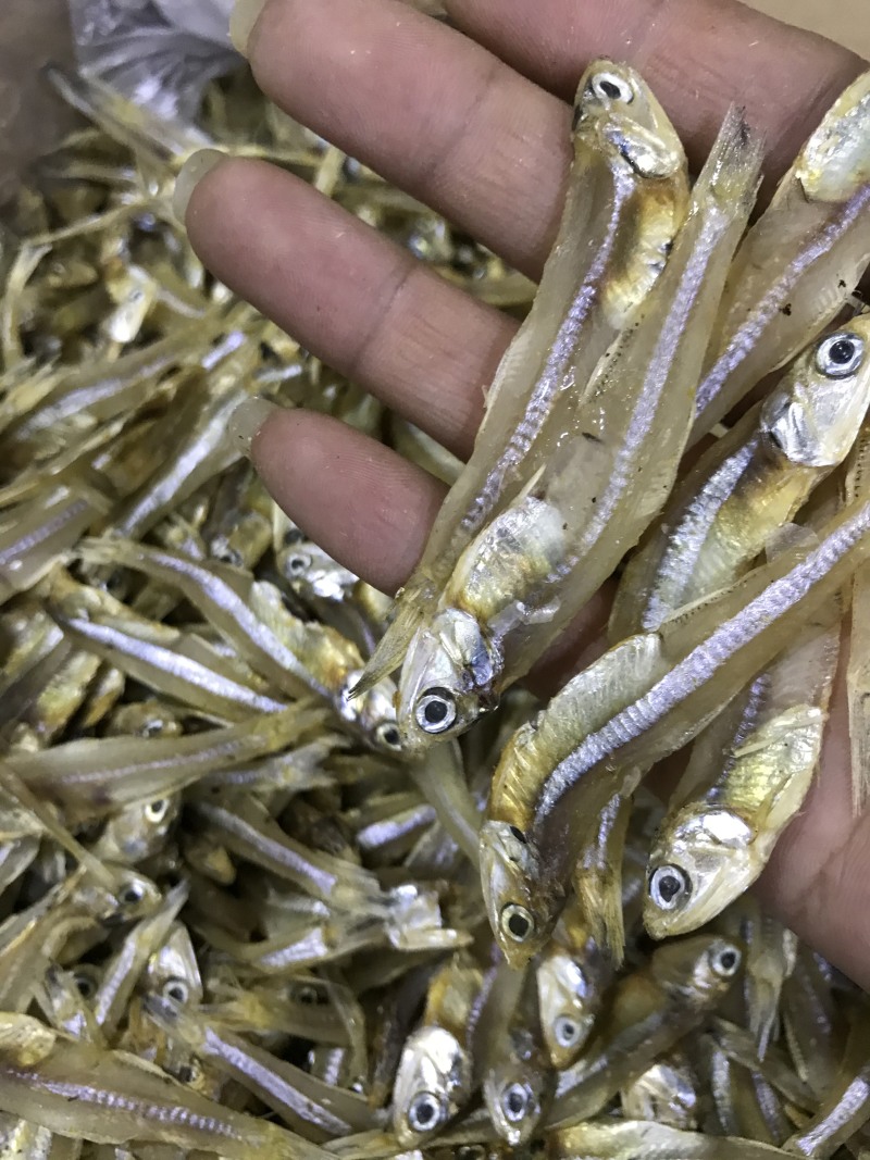 银鱼干海燕鱼白帆鱼干长期有货干度好有量批发