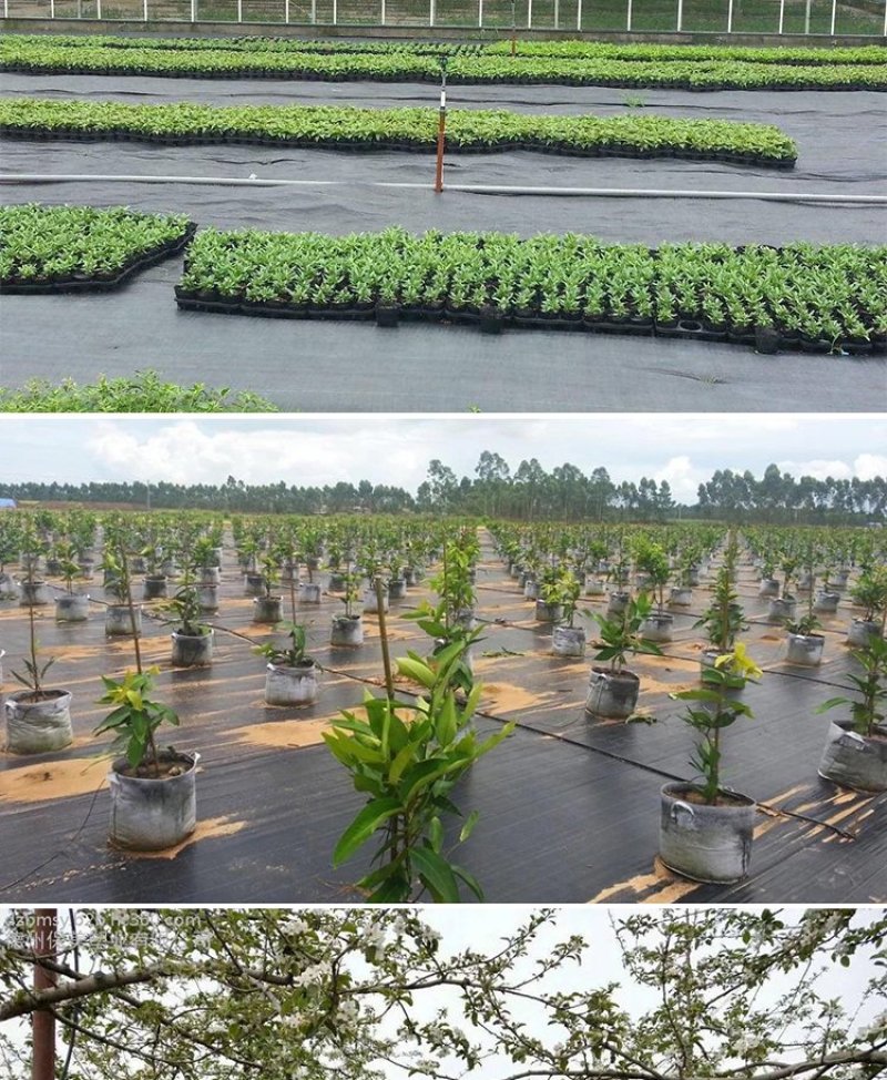 防草布除草布地布抗老化园艺地布抑草布大棚果园防草布膜黑色