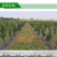 防草布除草布地布抗老化园艺地布抑草布大棚果园防草布膜黑色
