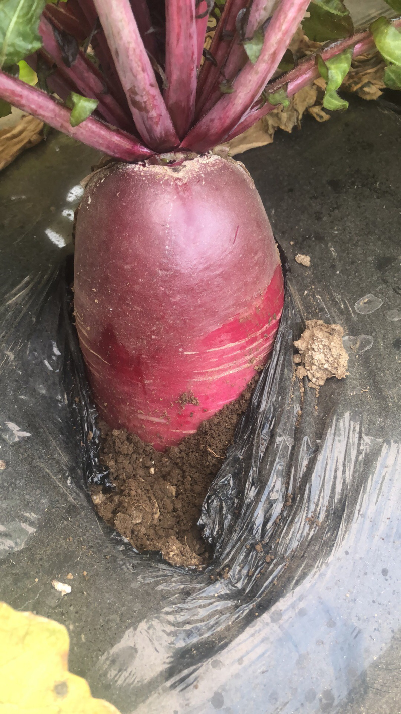 紫美人萝卜水果萝卜凤梨萝卜甜脆