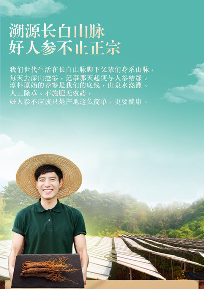 聚便宜6年干人参6枝礼盒装50克生晒野生长白山包邮