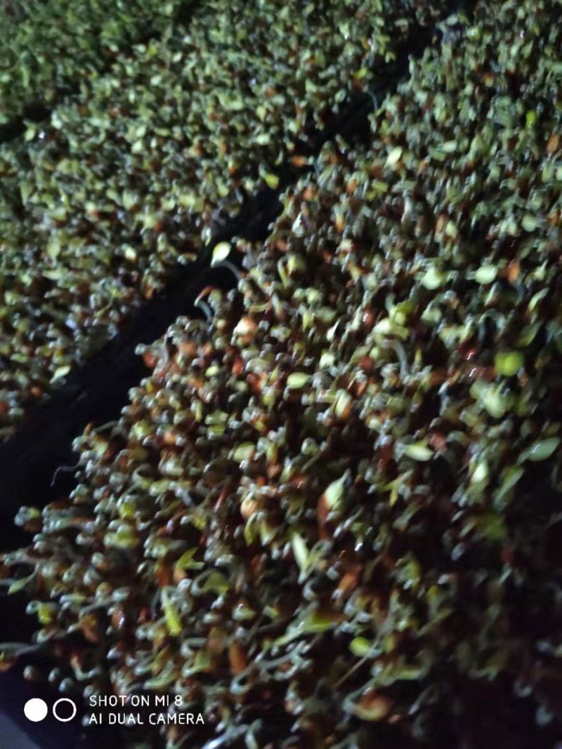 供应红油香椿种子芽苗菜种子，发芽率高，一手货源大量批发。