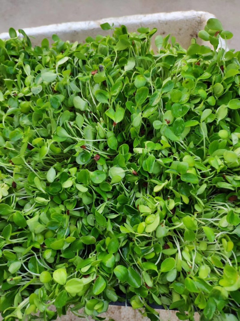 供应红油香椿种子芽苗菜种子，发芽率高，一手货源大量批发。