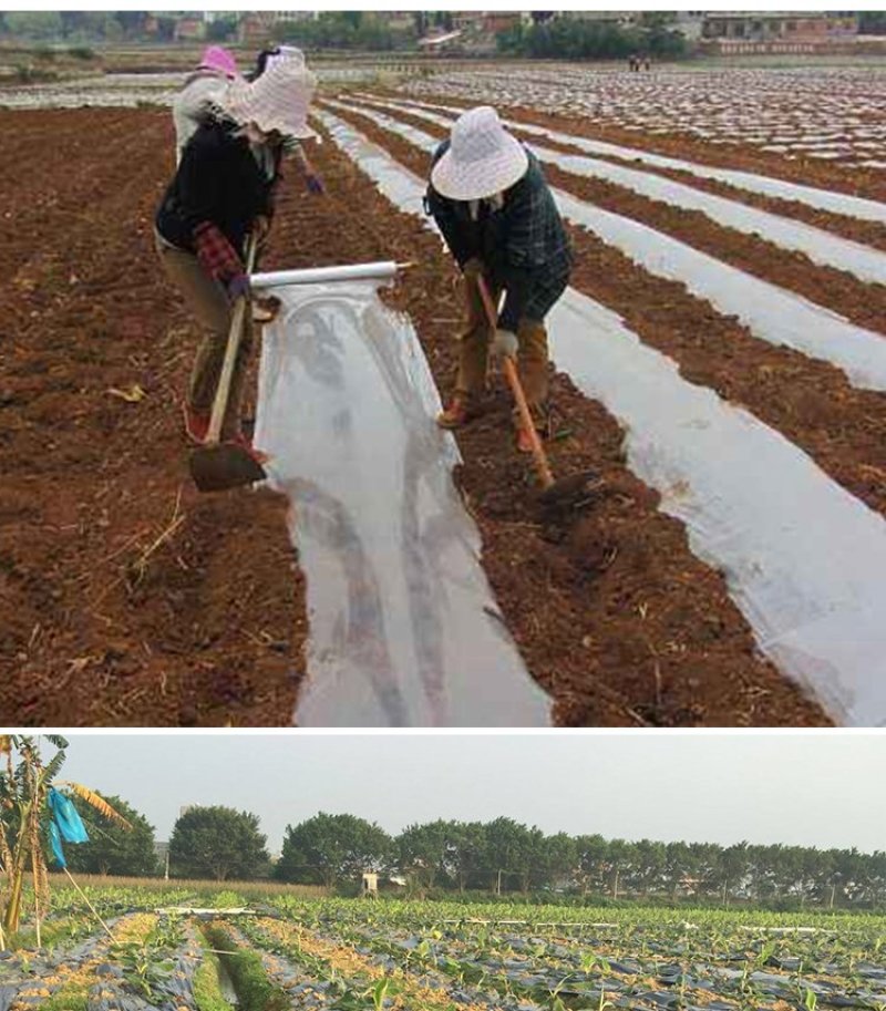 农用黑色除草地膜白色保温保湿地膜工程用膜厂家直销欢迎选购